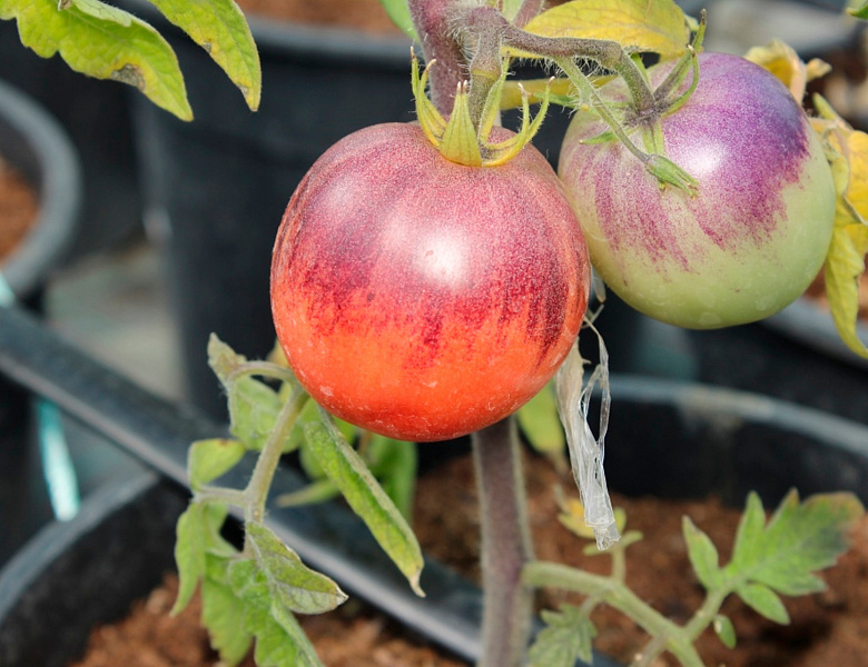 Ученые вывели устойчивые к возбудителям болезней сорта и гибриды томата с природными антиоксидантами