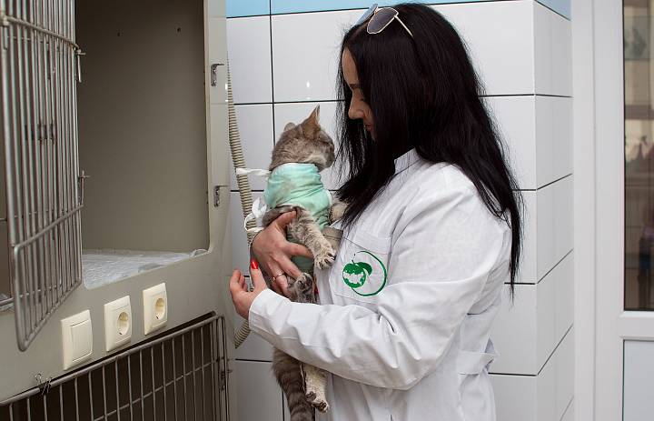 Ветеринарный госпиталь ведет прием четвероногих пациентов