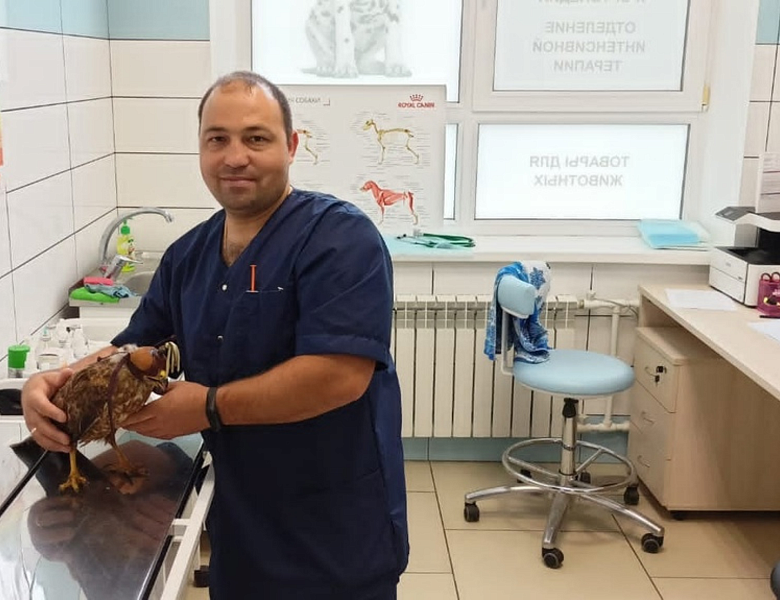 Пернатому хищнику оказана помощь специалистами Ветгоспиталя Мичуринского ГАУ