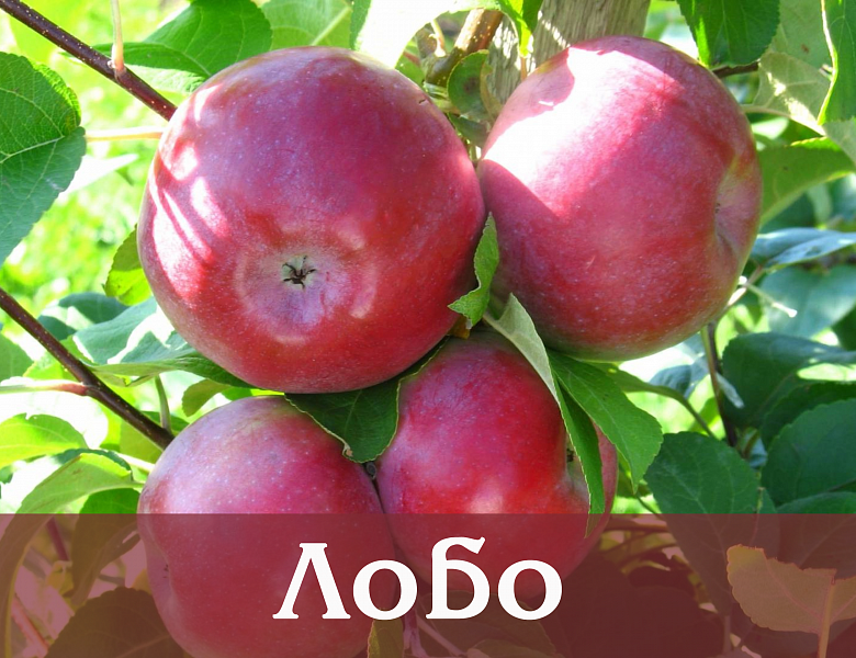Саженцы яблони от 100 рублей