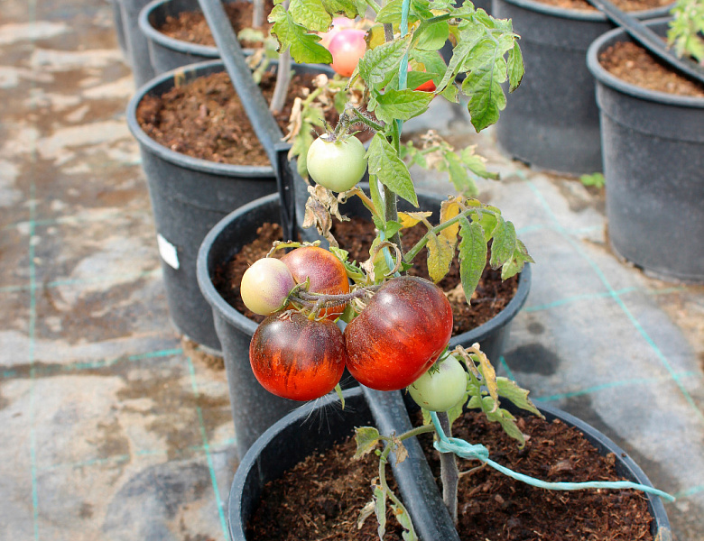 Ученые вывели устойчивые к возбудителям болезней сорта и гибриды томата с природными антиоксидантами