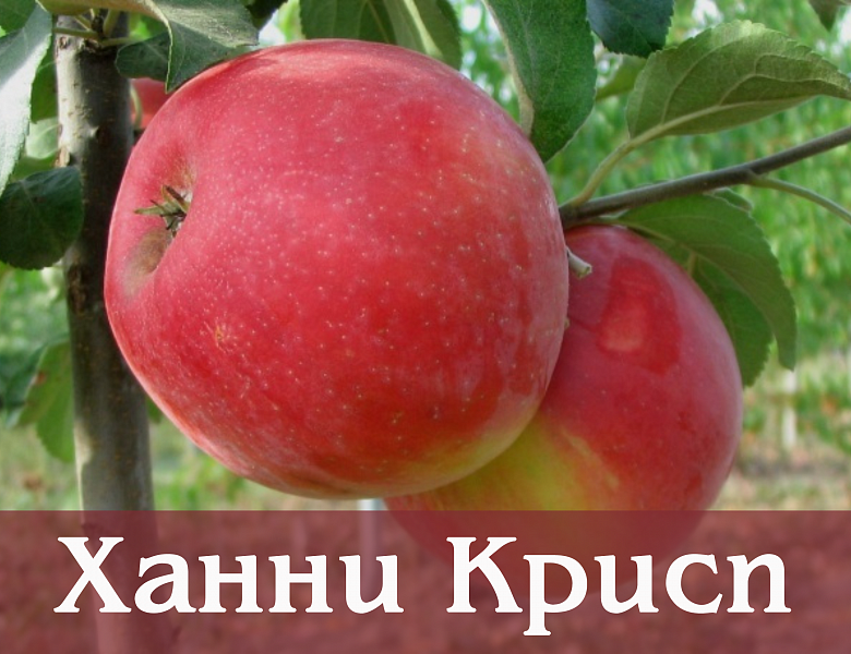 Саженцы яблони от 100 рублей