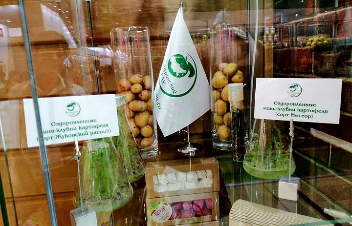 Ученые Мичуринского ГАУ готовят безвирусный посадочный материал картофеля для Тамбовского региона