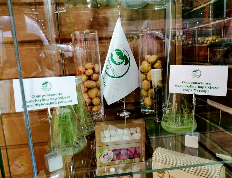 Ученые Мичуринского ГАУ готовят безвирусный посадочный материал картофеля для Тамбовского региона