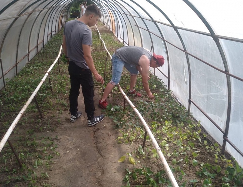 Студенты Мичуринского ГАУ высадили черенки декоративных культур на агробиостанции